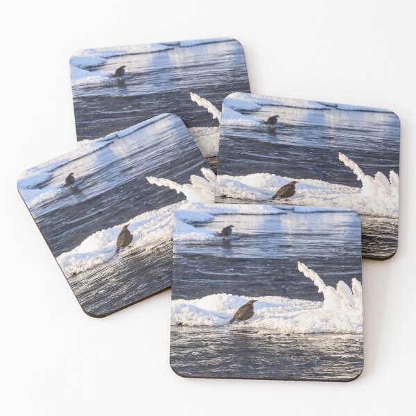 Item preview, Double. White-throated dipper designed and sold by Jouko Lehto Photography.