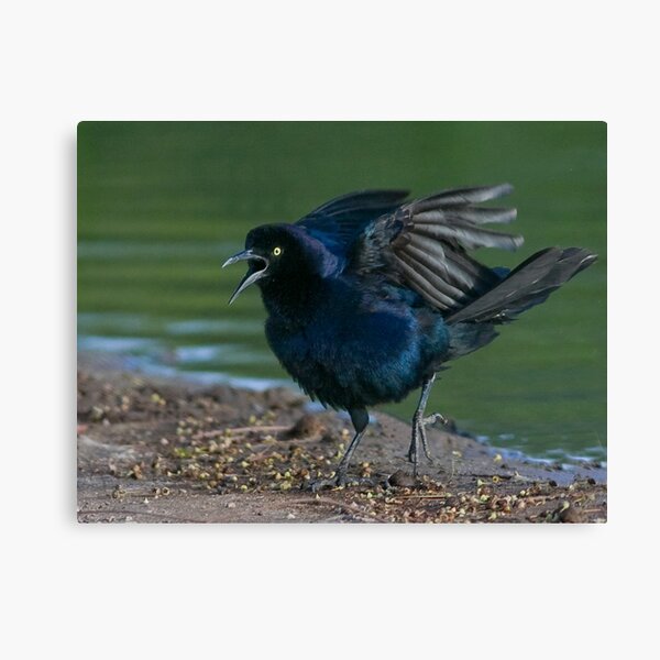 Great Tailed Grackle Canvas Print