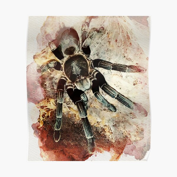 Australian Tarantula Poster