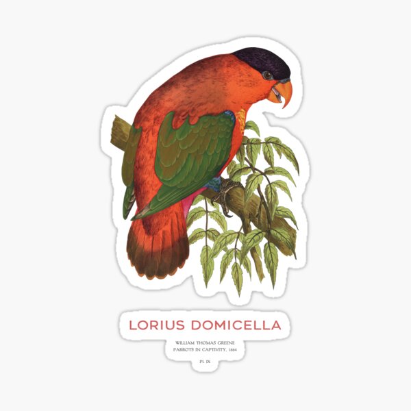 Vista previa del artículo con la obra «Lorius domicella o lori de nuca morada», diseñado y vendido por Vintagrafica.