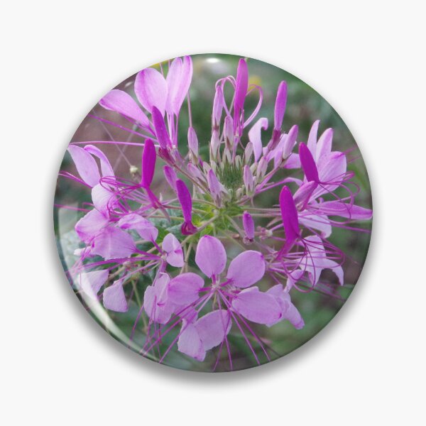 Item preview, Spider Flower (Cleome hassleriana) at Baguio Botanical Garden designed and sold by The Botanical Jason.