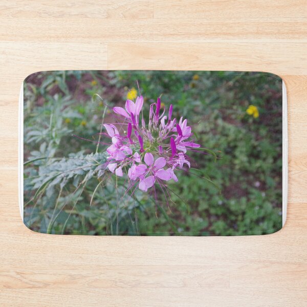 Item preview, Spider Flower (Cleome hassleriana) at Baguio Botanical Garden designed and sold by The Botanical Jason.