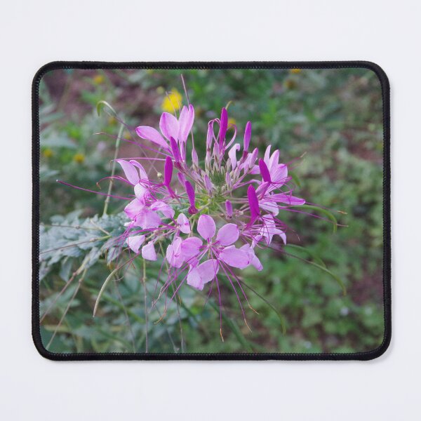 Item preview, Spider Flower (Cleome hassleriana) at Baguio Botanical Garden designed and sold by The Botanical Jason.