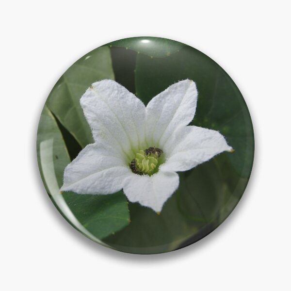 Item preview, Scarlet Gourd (Coccinia grandis) Flower Blooming in Manila, Philippines designed and sold by The Botanical Jason.