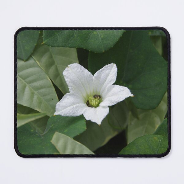 Item preview, Scarlet Gourd (Coccinia grandis) Flower Blooming in Manila, Philippines designed and sold by The Botanical Jason.