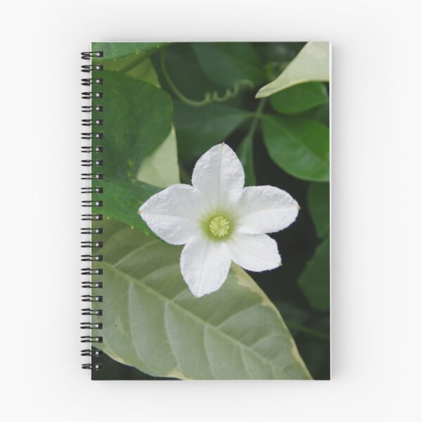 Item preview, Scarlet Gourd (Coccinia grandis) Flower Blooming in Manila, Philippines designed and sold by The Botanical Jason.
