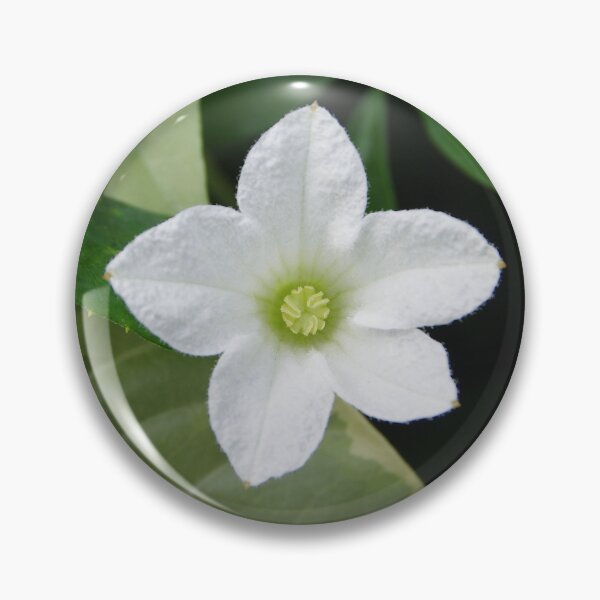 Item preview, Scarlet Gourd (Coccinia grandis) Flower Blooming in Manila, Philippines designed and sold by The Botanical Jason.