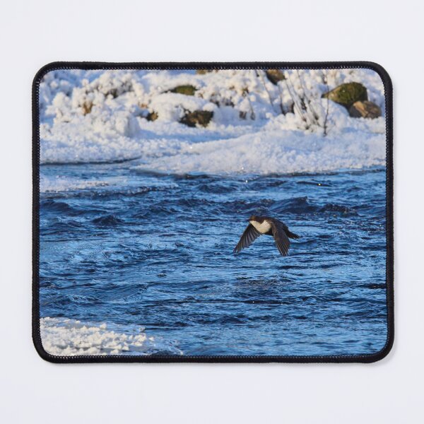 Item preview, White-throated dipper flying over the stream designed and sold by Jouko Lehto Photography.