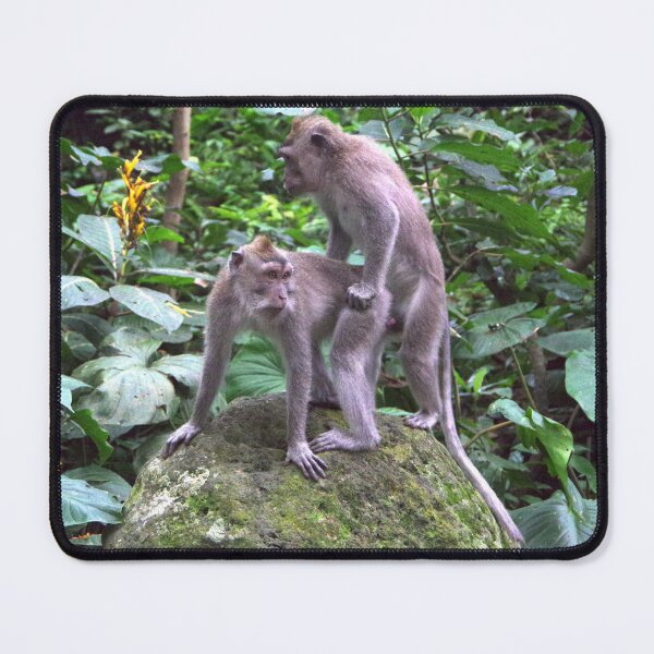 Item preview, Common Long-tailed Macaque (Macaca fascicularis ssp. fascicularis) in Ubud Bali, Indonesia designed and sold by The Botanical Jason.