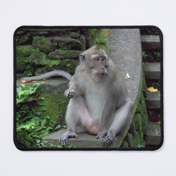 Item preview, Common Long-tailed Macaque (Macaca fascicularis ssp. fascicularis) in Ubud Bali, Indonesia designed and sold by The Botanical Jason.