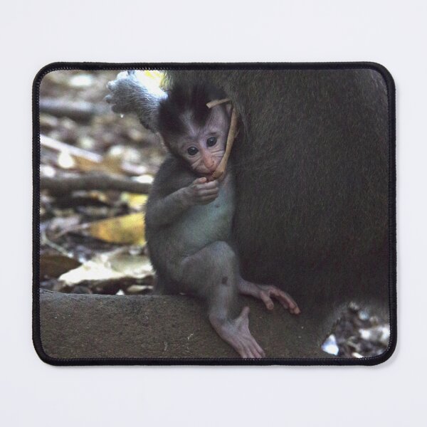 Item preview, Common Long-tailed Macaque (Macaca fascicularis ssp. fascicularis) in Ubud Bali, Indonesia designed and sold by The Botanical Jason.