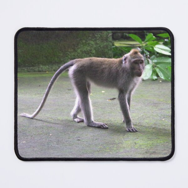Item preview, Common Long-tailed Macaque (Macaca fascicularis ssp. fascicularis) in Ubud Bali, Indonesia designed and sold by The Botanical Jason.