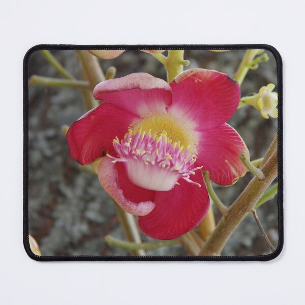 Item preview, Cannonball Tree Flower (Couroupita guianensis) Blooming in Bangkok, Thailand designed and sold by The Botanical Jason.