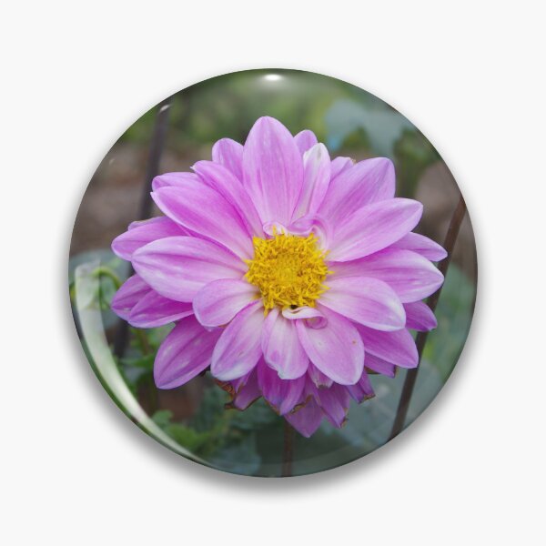 Item preview, Pink Dahlia Flower Blooming in Baguio City, Philippines designed and sold by The Botanical Jason.