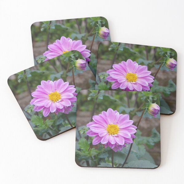 Item preview, Pink Dahlia Flower Blooming in Baguio City, Philippines designed and sold by The Botanical Jason.