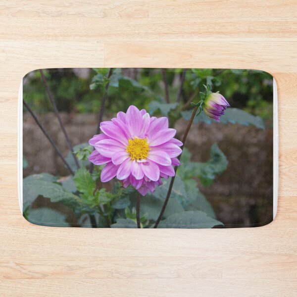 Item preview, Pink Dahlia Flower Blooming in Baguio City, Philippines designed and sold by The Botanical Jason.