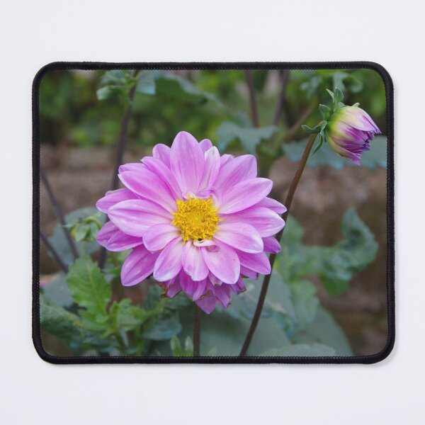 Item preview, Pink Dahlia Flower Blooming in Baguio City, Philippines designed and sold by The Botanical Jason.
