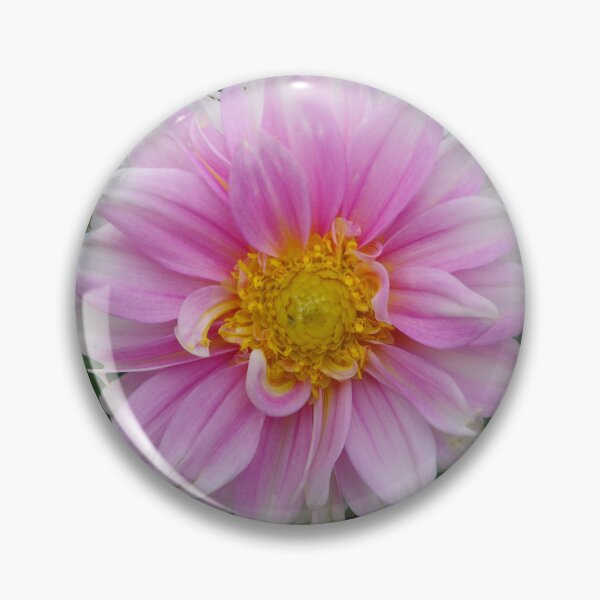 Item preview, Pink Dahlia Flower Blooming in Baguio City, Philippines designed and sold by The Botanical Jason.