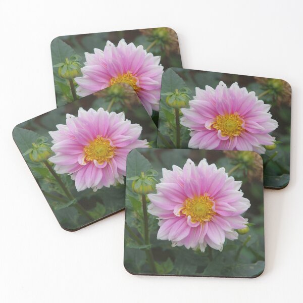 Item preview, Pink Dahlia Flower Blooming in Baguio City, Philippines designed and sold by The Botanical Jason.