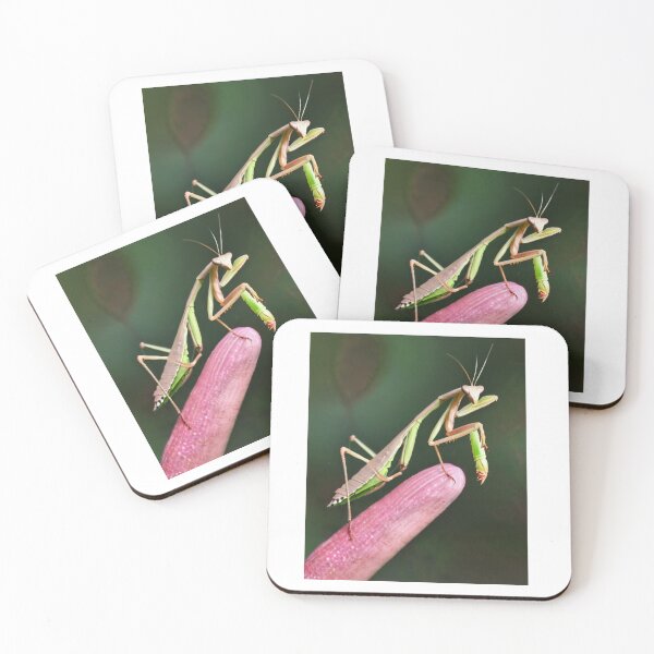 Item preview, Insect Poetry designed and sold by Molly62.