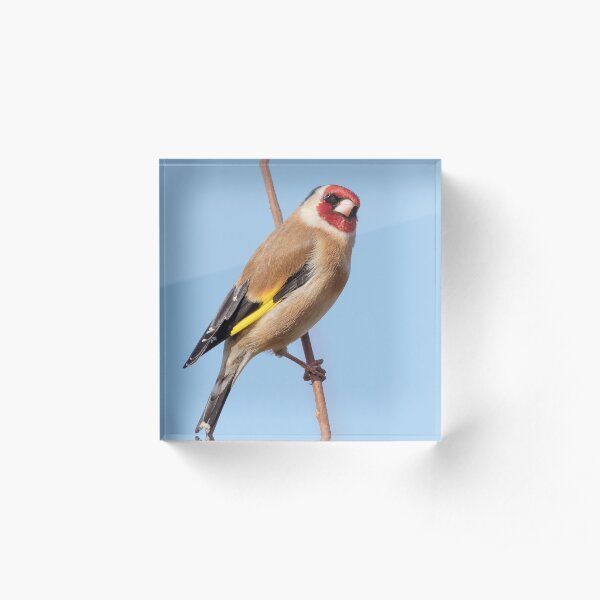 Goldfinch Acrylic Block