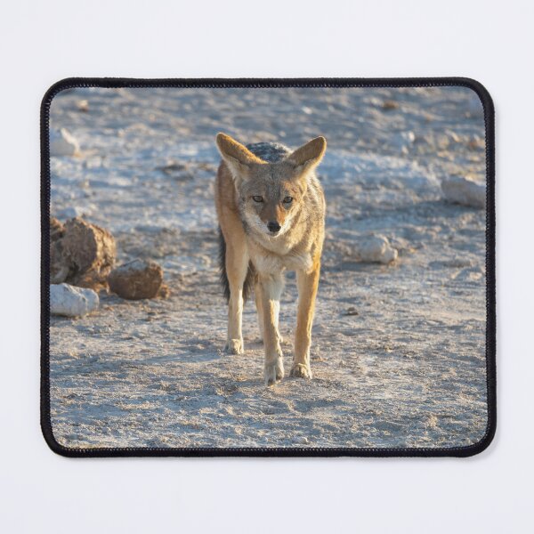 Item preview, Namibia. Etosha National Park. Jackal. designed and sold by vadim19.