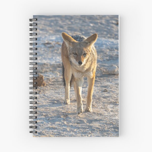 Item preview, Namibia. Etosha National Park. Jackal.  designed and sold by vadim19.