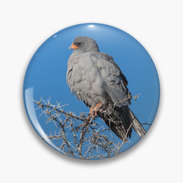 Item preview, Namibia. Etosha National Park. Gabar Goshawk.  designed and sold by vadim19.