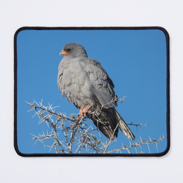 Item preview, Namibia. Etosha National Park. Gabar Goshawk.  designed and sold by vadim19.