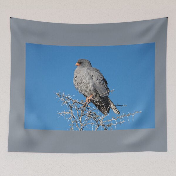 Item preview, Namibia. Etosha National Park. Gabar Goshawk.  designed and sold by vadim19.