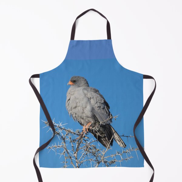 Item preview, Namibia. Etosha National Park. Gabar Goshawk. designed and sold by vadim19.