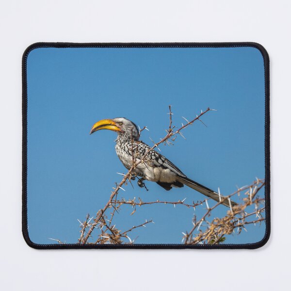 Item preview, Namibia. Etosha National Park. Southern Yellow-Billed Hornbill.  designed and sold by vadim19.