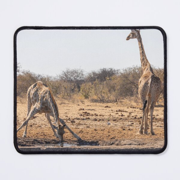 Item preview, Namibia. Etosha National Park. Two Giraffes.  designed and sold by vadim19.