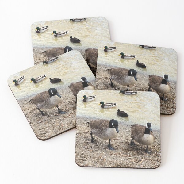 Item preview, Canada Geese Walking Along a Beach designed and sold by BackyardBirder.