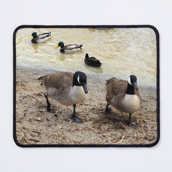 Item preview, Canada Geese Walking Along a Beach designed and sold by BackyardBirder.