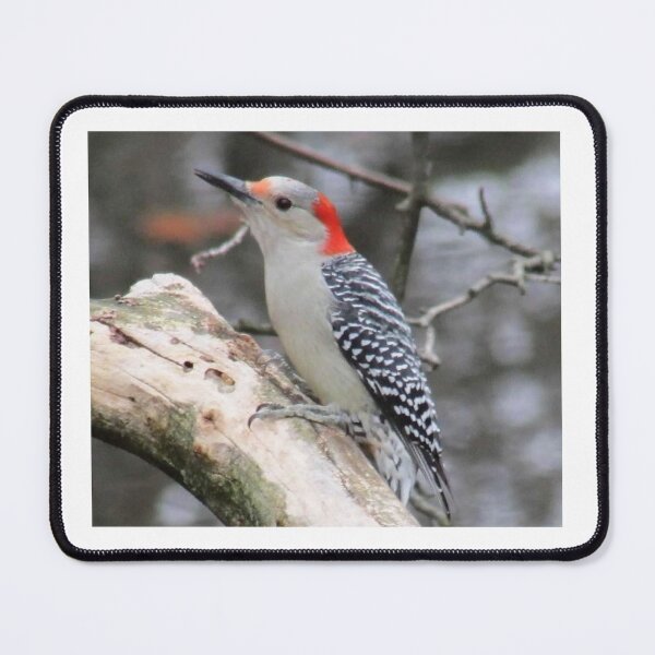 Item preview, Red-bellied Woodpecker designed and sold by Simple Joys Photography.