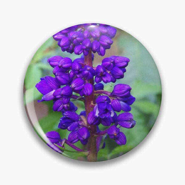 Item preview, Blue Ginger (Dichorisandra thyrsiflora) Blooming in Baguio Botanical Garden designed and sold by The Botanical Jason.