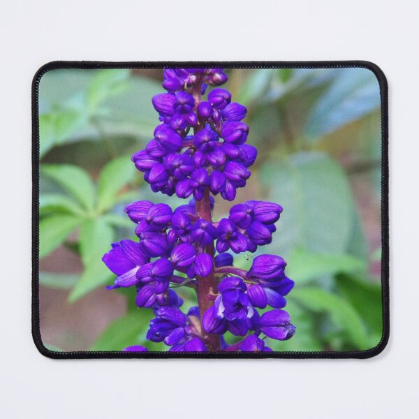 Item preview, Blue Ginger (Dichorisandra thyrsiflora) Blooming in Baguio Botanical Garden designed and sold by The Botanical Jason.