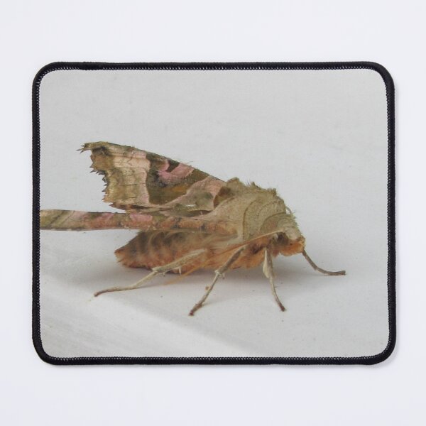 Item preview, A Brown Moth designed and sold by lezvee.