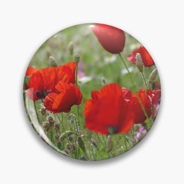 Aperçu de l'œuvre De magnifiques coquelicots rouge vif dans les prairies ensoleillées créée et vendue par jaynerushton.