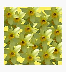 Daffodils Love Photographic Print