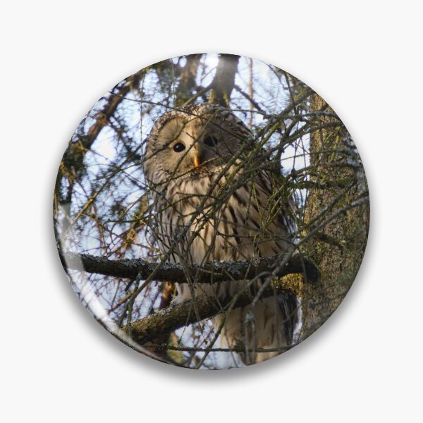 Item preview, Hiding in the spruce. Ural owl designed and sold by Jouko Lehto Photography.