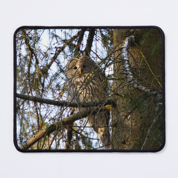 Item preview, Hiding in the spruce. Ural owl designed and sold by Jouko Lehto Photography.