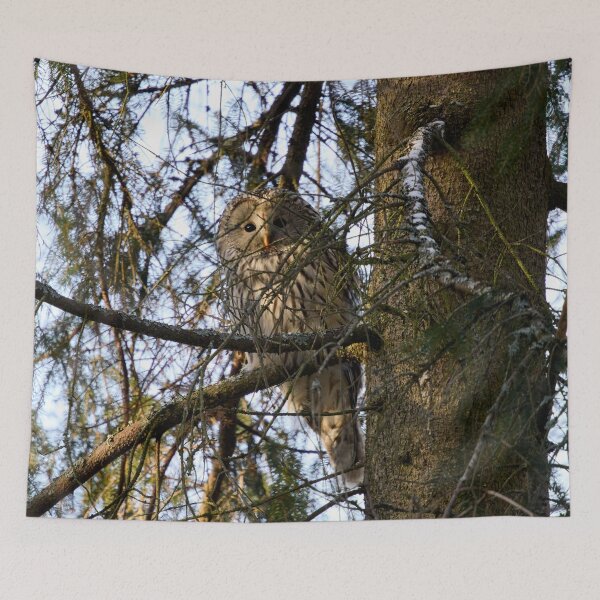 Item preview, Hiding in the spruce. Ural owl designed and sold by Jouko Lehto Photography.