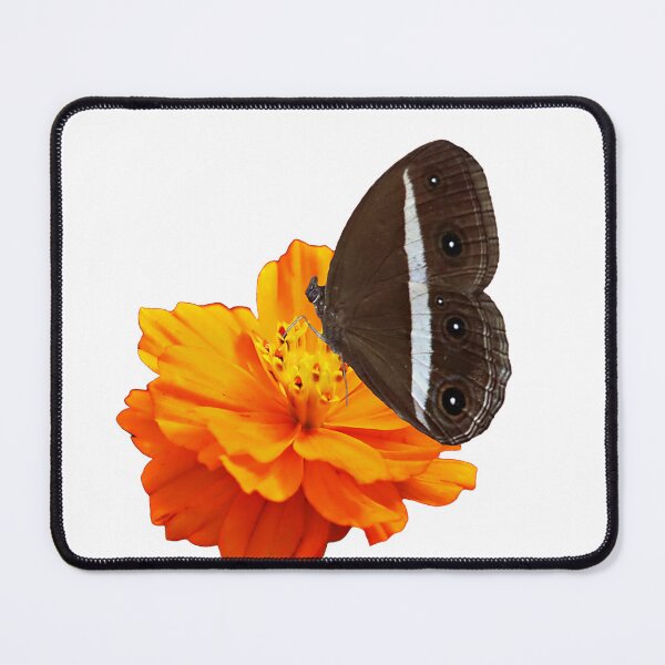 Item preview, Spring is in the air! Common Crow/ Euploea core/ butterfly on cosmos flower designed and sold by VeenaNair23.