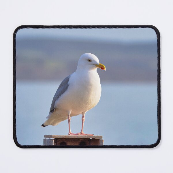 Item preview, Herring Gull - Larus argentatus designed and sold by Dorset Girl.