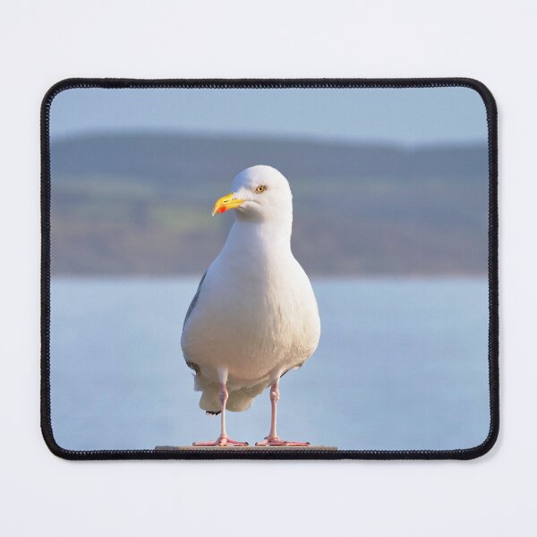 Item preview, Herring gull - Larus argentatus designed and sold by Dorset Girl.