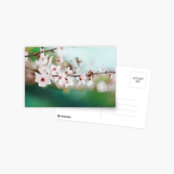 Spring Blossoms Postcard