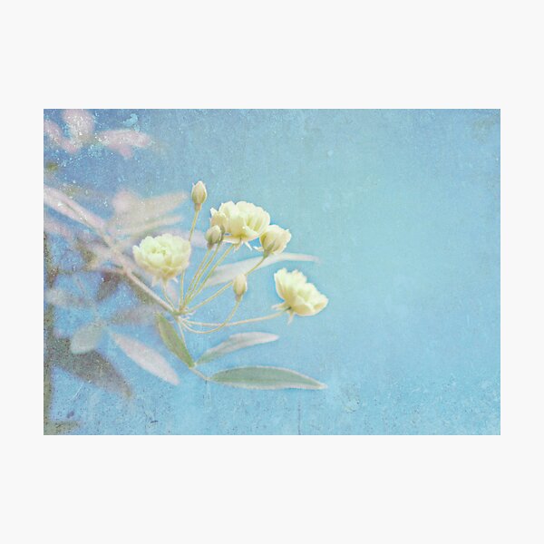 Popcorn Roses I Photographic Print