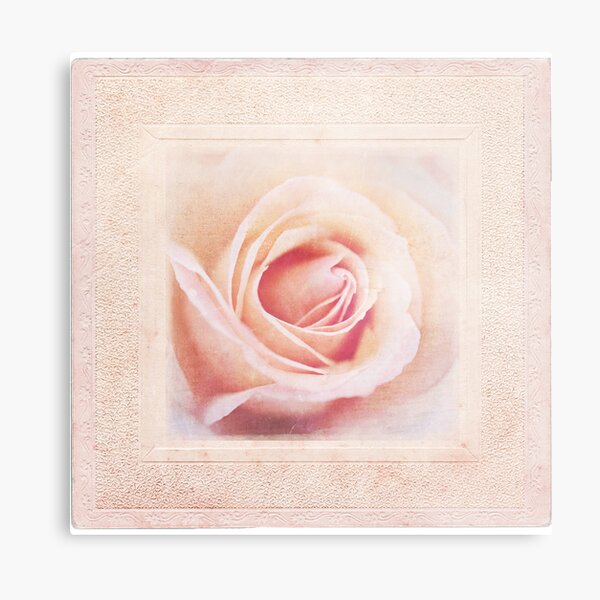 Shabby Rose Metal Print